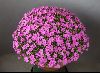 <em>Dianthus hybrid</em> 'Eileen Lever'